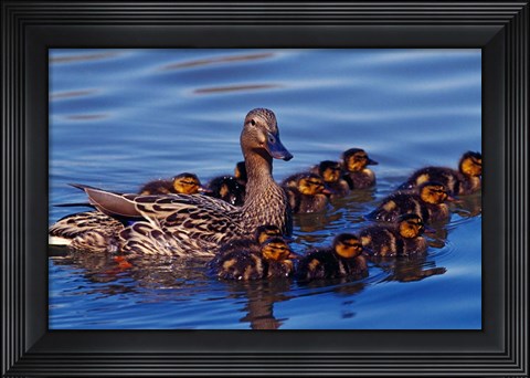 Framed Female Mallard Duck with Chicks, Ohio Print