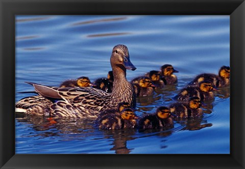 Framed Female Mallard Duck with Chicks, Ohio Print