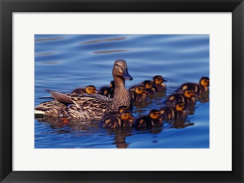 Framed Female Mallard Duck with Chicks, Ohio Print