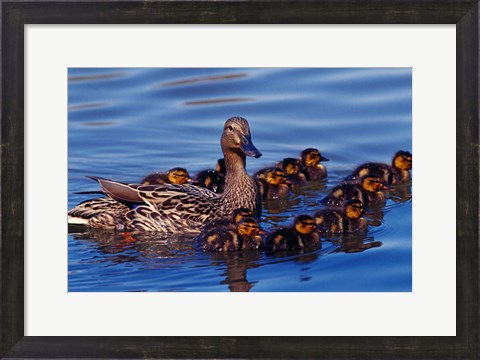 Framed Female Mallard Duck with Chicks, Ohio Print