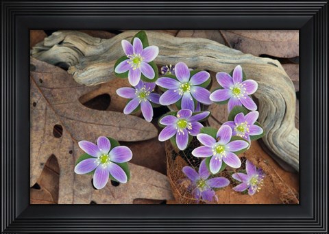 Framed Hepatica Flowers, Michigan Print
