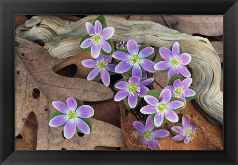 Framed Hepatica Flowers, Michigan Print