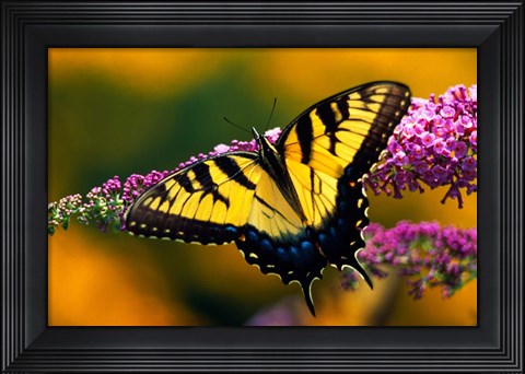 Framed Male Tiger Swallowtail Butterfly Print