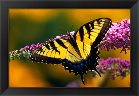 Framed Male Tiger Swallowtail Butterfly Print