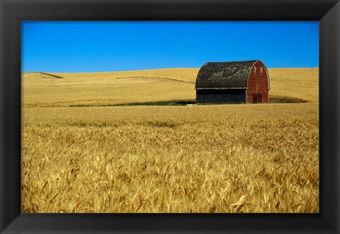 Framed Red barn in wheat field, Palouse region, Washington, USA. Print