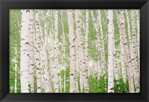 Framed Aspen Trees Print