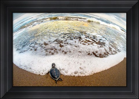 Framed Green Sea Turtle, Tortuguero, Costa Rica Print