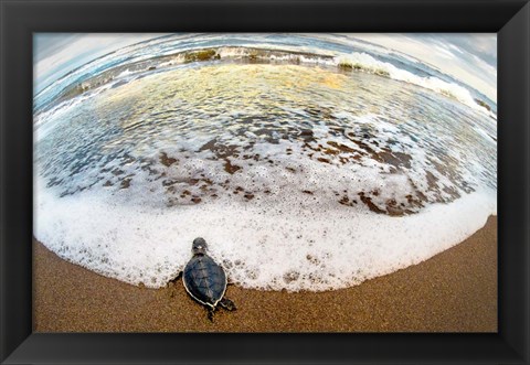 Framed Green Sea Turtle, Tortuguero, Costa Rica Print