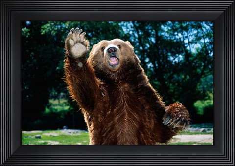 Framed Grizzly Bear On Hind Legs Print