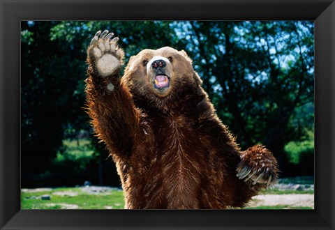 Framed Grizzly Bear On Hind Legs Print