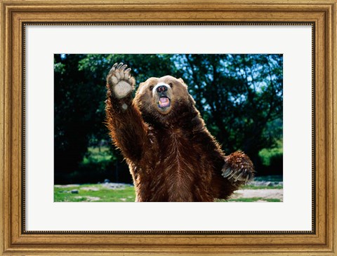 Framed Grizzly Bear On Hind Legs Print