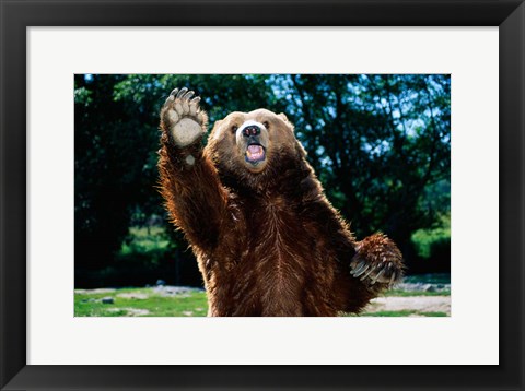 Framed Grizzly Bear On Hind Legs Print