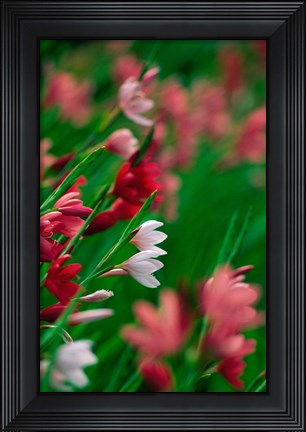 Framed Kaffir Lily Flowers In Bloom Print