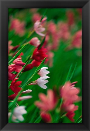 Framed Kaffir Lily Flowers In Bloom Print