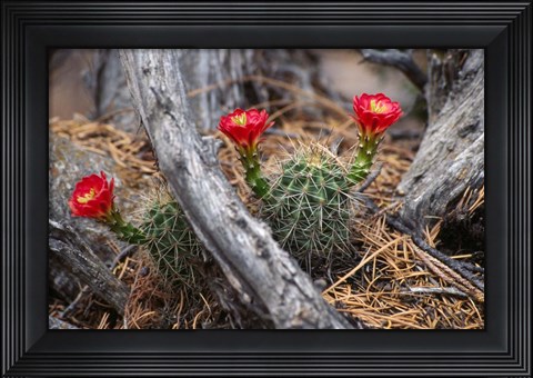 Framed Hedgehog Cactus in Bloom Print