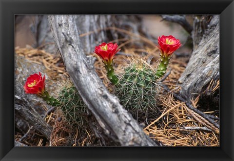 Framed Hedgehog Cactus in Bloom Print