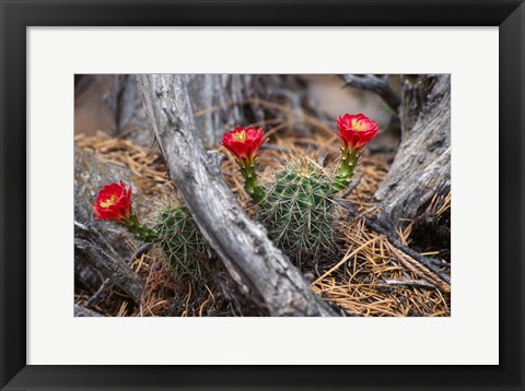 Framed Hedgehog Cactus in Bloom Print