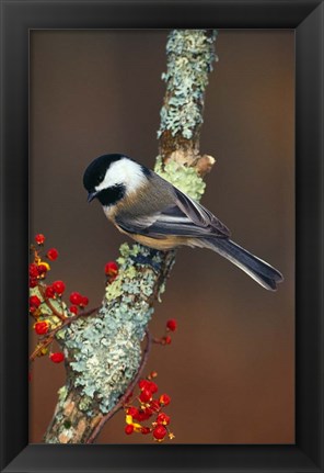 Framed Black-capped Chickadee Bird Print