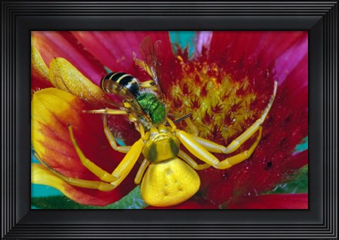 Framed Goldenrod Crab Spider Print