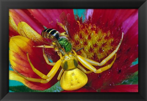 Framed Goldenrod Crab Spider Print