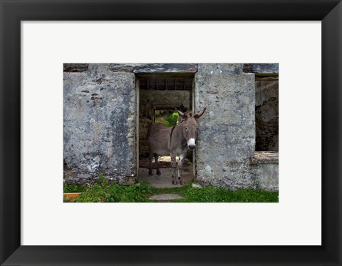Framed Great Blasket Island, Ireland Print