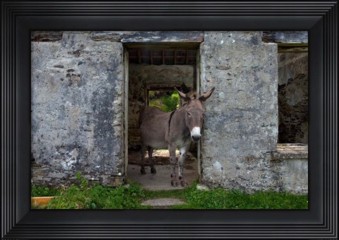 Framed Great Blasket Island, Ireland Print