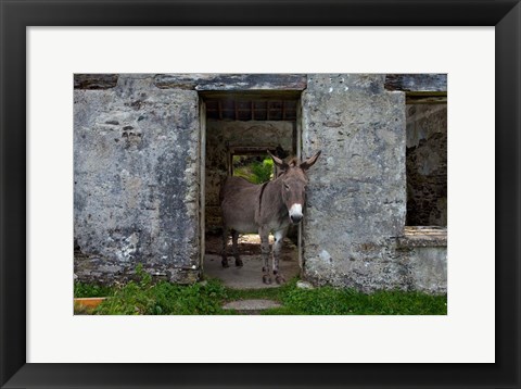 Framed Great Blasket Island, Ireland Print