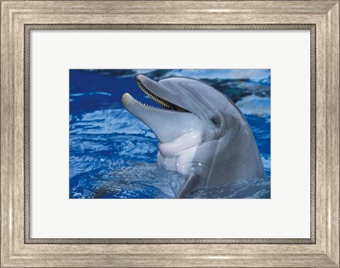 Framed Dolphin Print