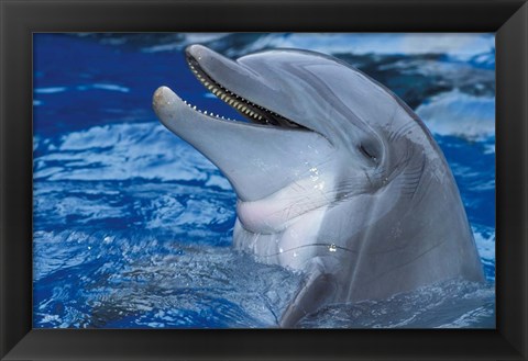 Framed Dolphin Print