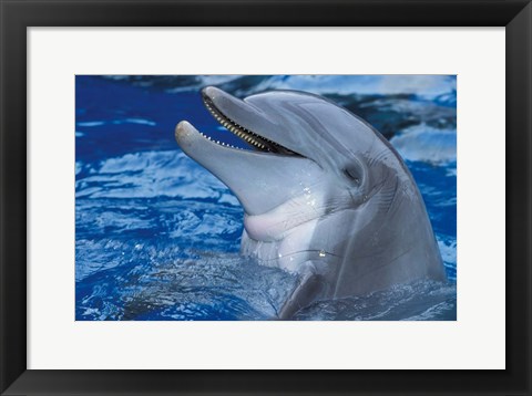 Framed Dolphin Print