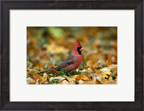 Framed Male Cardinal Print