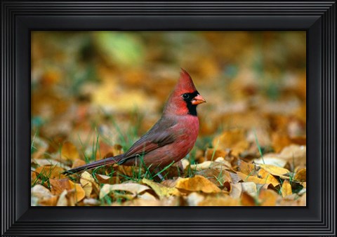 Framed Male Cardinal Print