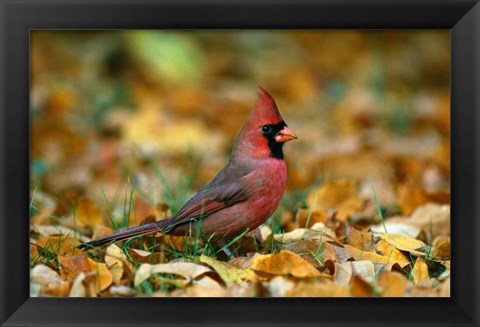 Framed Male Cardinal Print