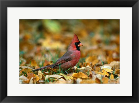 Framed Male Cardinal Print