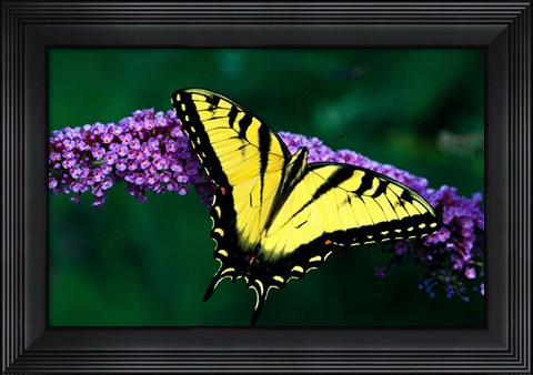 Framed Tiger Swallowtail Butterfly Print