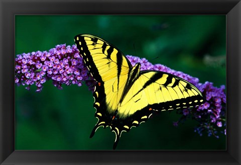 Framed Tiger Swallowtail Butterfly Print