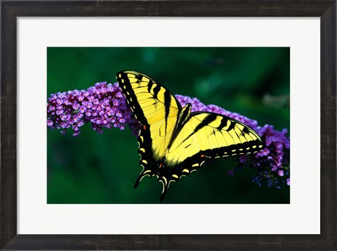 Framed Tiger Swallowtail Butterfly Print