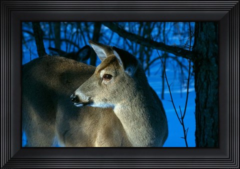 Framed Deer Doe in Snowy Woods Print