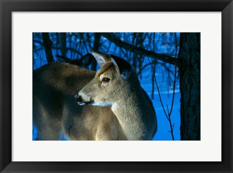 Framed Deer Doe in Snowy Woods Print