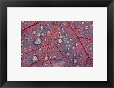 Framed Water Droplets on Maple Leaf Print