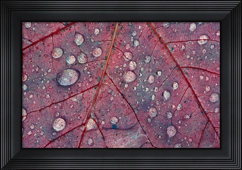Framed Water Droplets on Maple Leaf Print