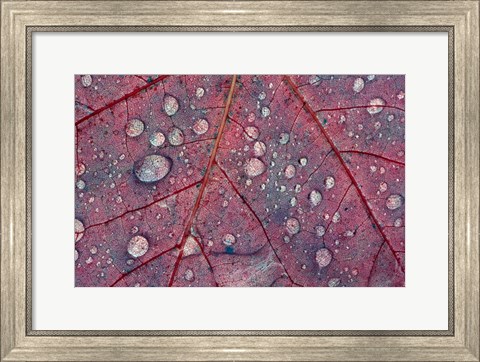 Framed Water Droplets on Maple Leaf Print