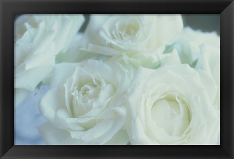 Framed Flowers Roses Print