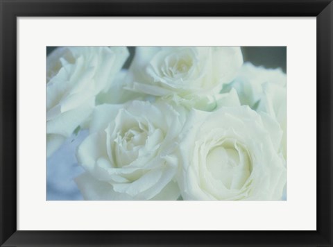 Framed Flowers Roses Print