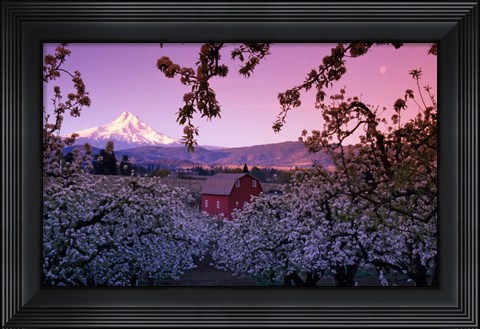 Framed Apple Trees in Oregon Print