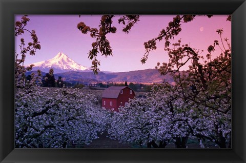 Framed Apple Trees in Oregon Print