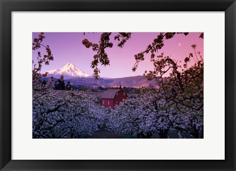 Framed Apple Trees in Oregon Print