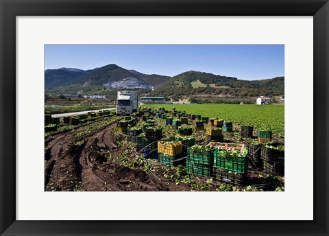 Framed Harvesting Lettuce near Ventas de Zafarraya, Spain Print