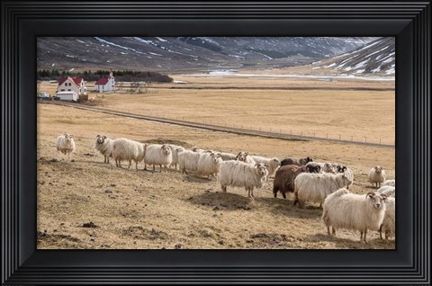 Framed Flock of Sheep, Iceland Print