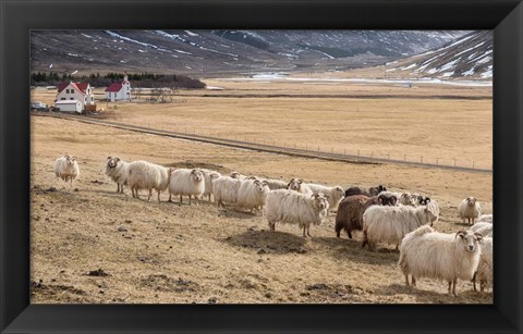 Framed Flock of Sheep, Iceland Print